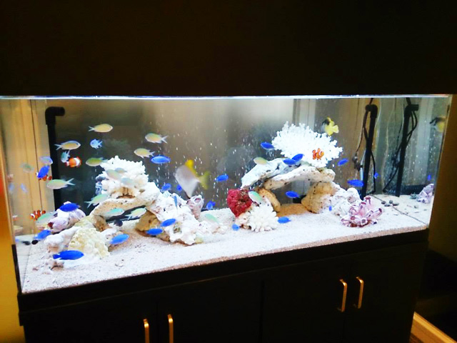 20130707_fish_01 水槽にはたくさんの熱帯魚